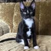 Bluestar