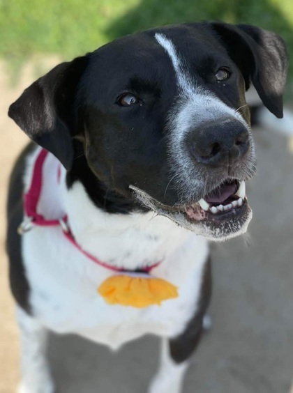 Charlie fka Dolly, an adoptable Border Collie, Mixed Breed in De Soto, IA, 50069 | Photo Image 1