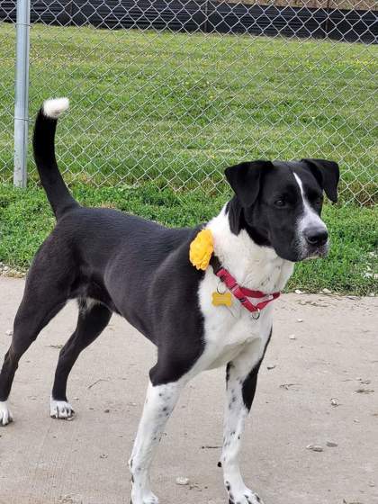 Charlie fka Dolly, an adoptable Border Collie, Mixed Breed in De Soto, IA, 50069 | Photo Image 2