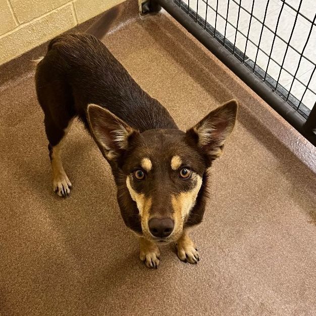 Corgi sales cross kelpie