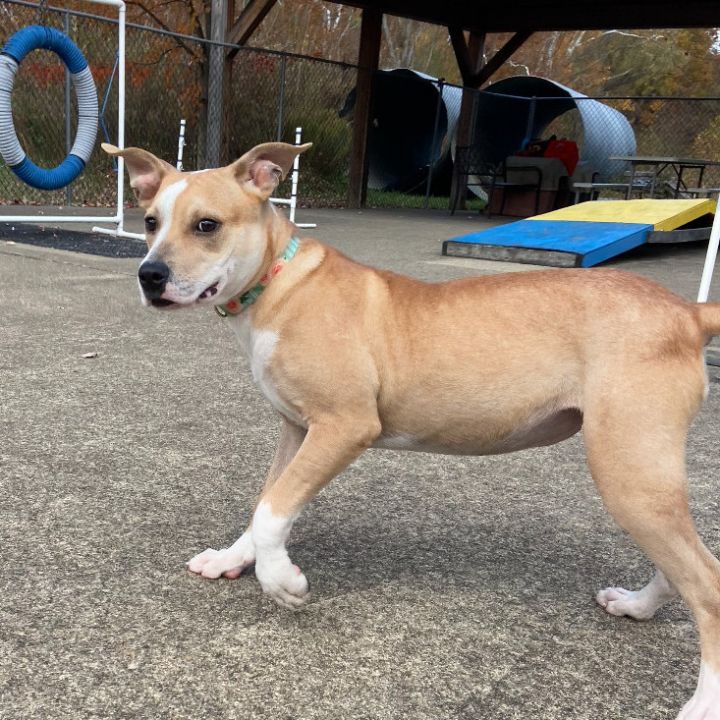 Abby, an adoptable Labrador Retriever & Beagle Mix in Waynesburg, PA_image-2