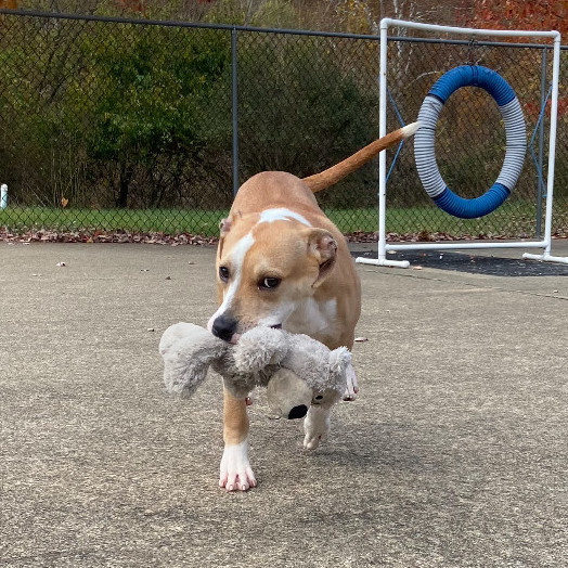 Abby, an adoptable Labrador Retriever & Beagle Mix in Waynesburg, PA_image-4