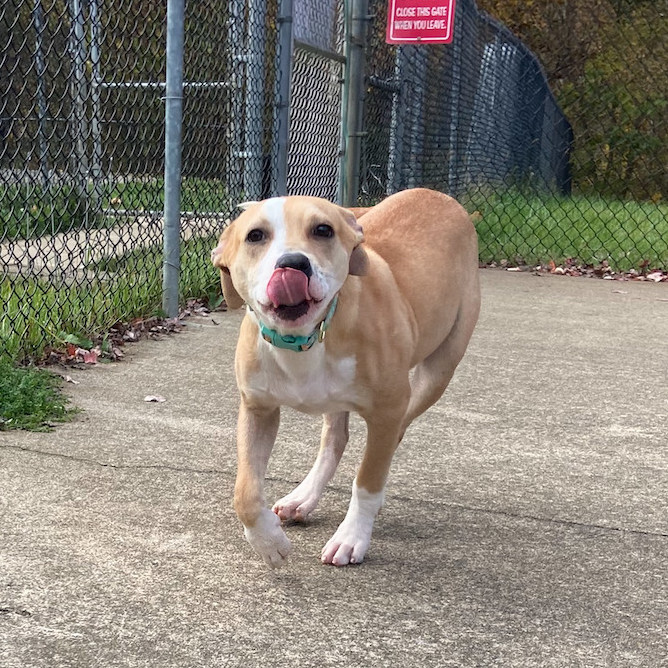 Abby, an adoptable Labrador Retriever & Beagle Mix in Waynesburg, PA_image-6