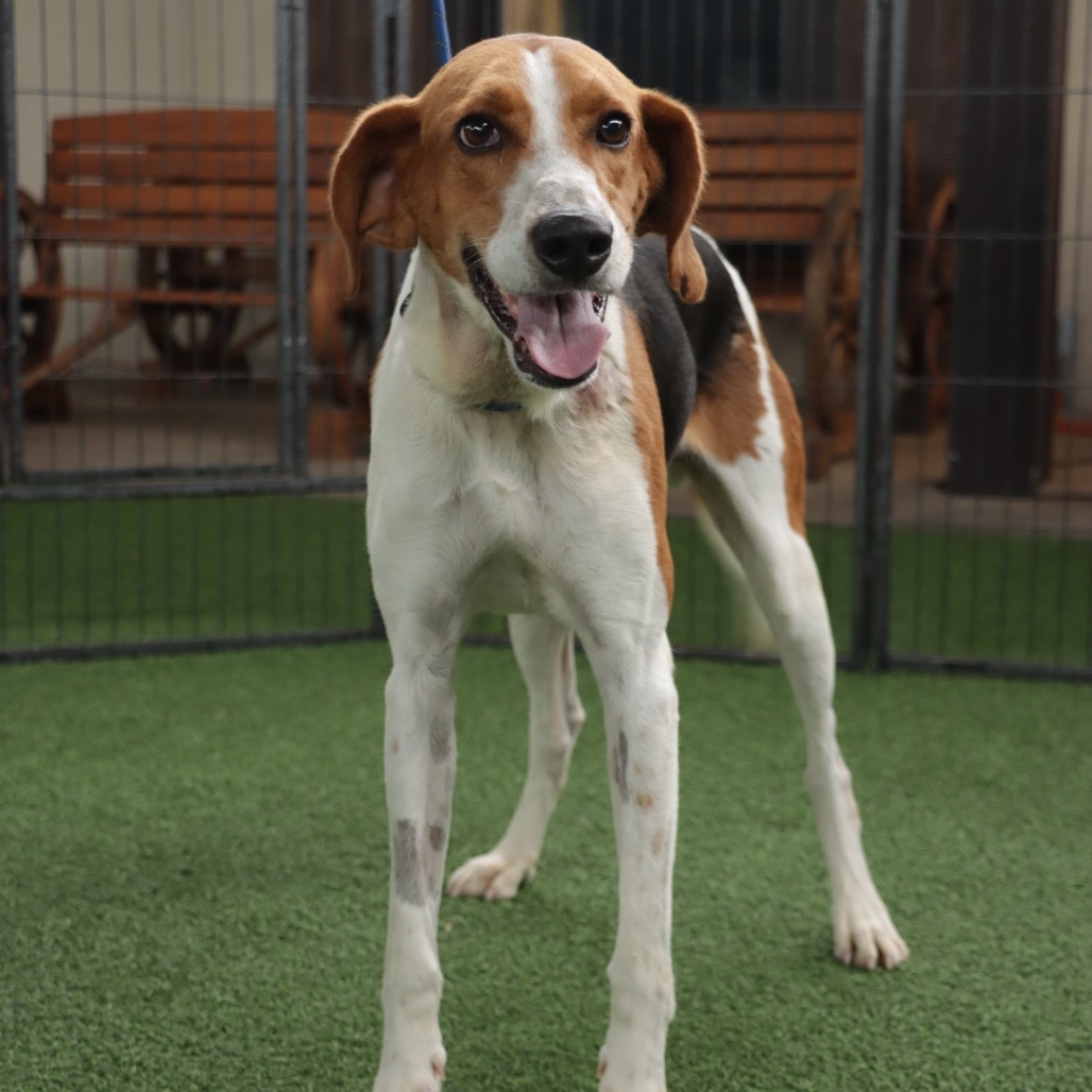 Sir Cooper, an adoptable Foxhound in LOXAHATCHEE, FL, 33470 | Photo Image 1