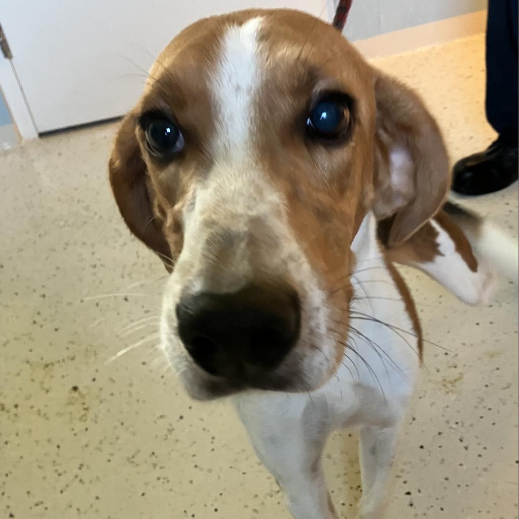 Sir Cooper, an adoptable Foxhound in LOXAHATCHEE, FL, 33470 | Photo Image 3