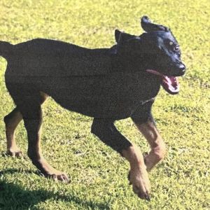 Carlie, Adult Female Hound