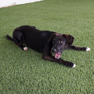 Staci, Adult Female Hound