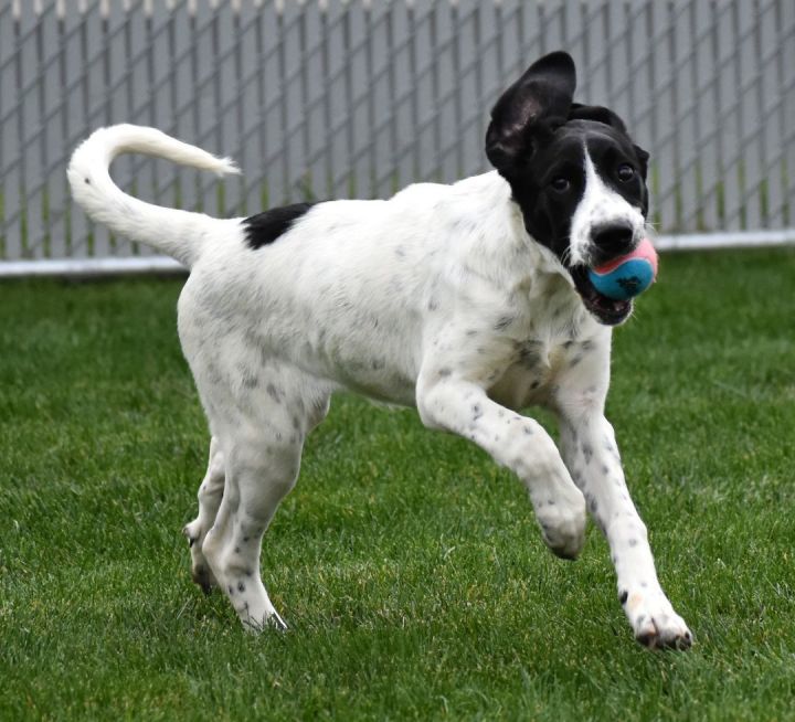 Great pyrenees sale german shorthair mix