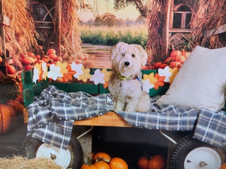 Josie, an adoptable Yorkshire Terrier & Jack Russell Terrier Mix in Jefferson, LA_image-2