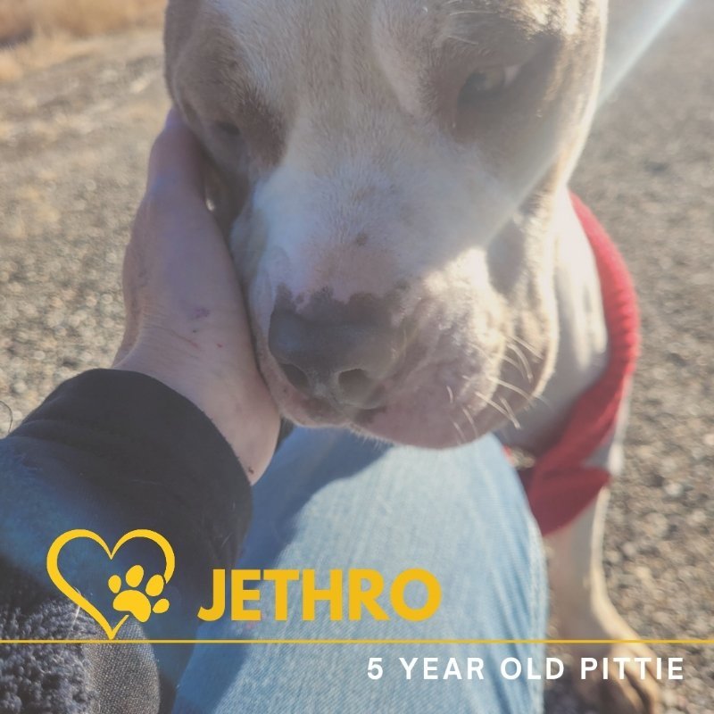 Jethro, an adoptable Pit Bull Terrier in Monte Vista, CO, 81144 | Photo Image 3