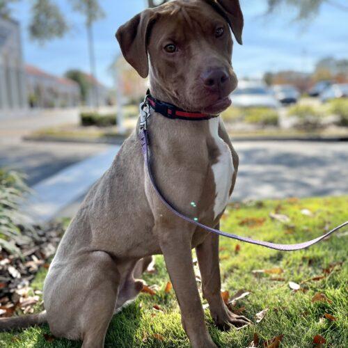 Dude, an adoptable Labrador Retriever, Pit Bull Terrier in Wilmington, NC, 28401 | Photo Image 4