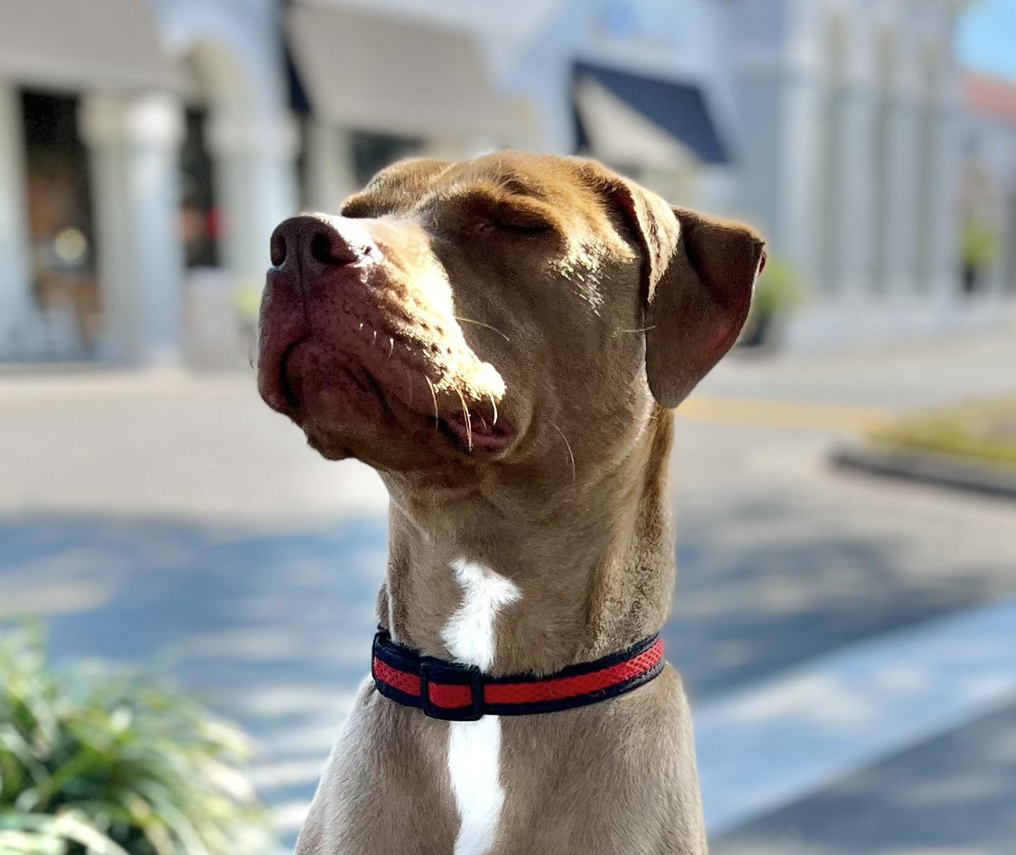 Dude, an adoptable Labrador Retriever, Pit Bull Terrier in Wilmington, NC, 28401 | Photo Image 8