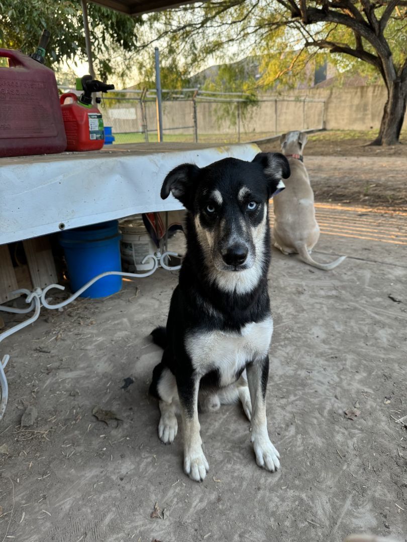 Frankie, an adoptable Husky, German Shepherd Dog in Mission, TX, 78573 | Photo Image 1