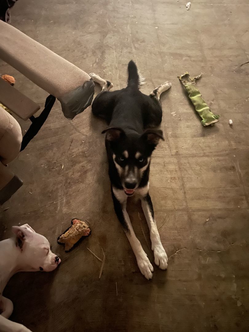 Frankie, an adoptable Husky, German Shepherd Dog in Mission, TX, 78573 | Photo Image 2