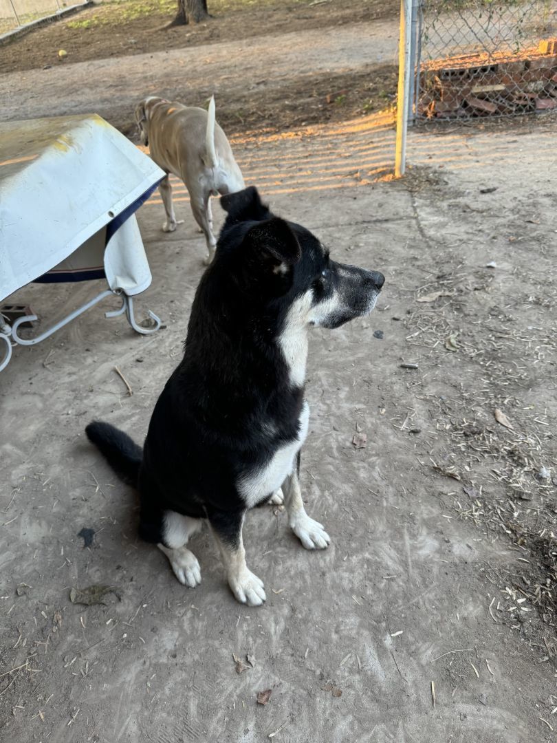 Frankie, an adoptable Husky, German Shepherd Dog in Mission, TX, 78573 | Photo Image 3