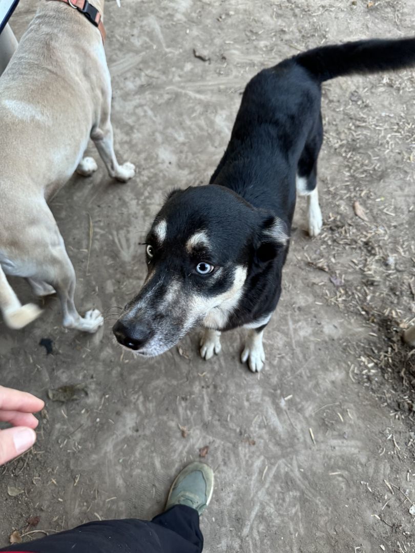 Frankie, an adoptable Husky, German Shepherd Dog in Mission, TX, 78573 | Photo Image 5