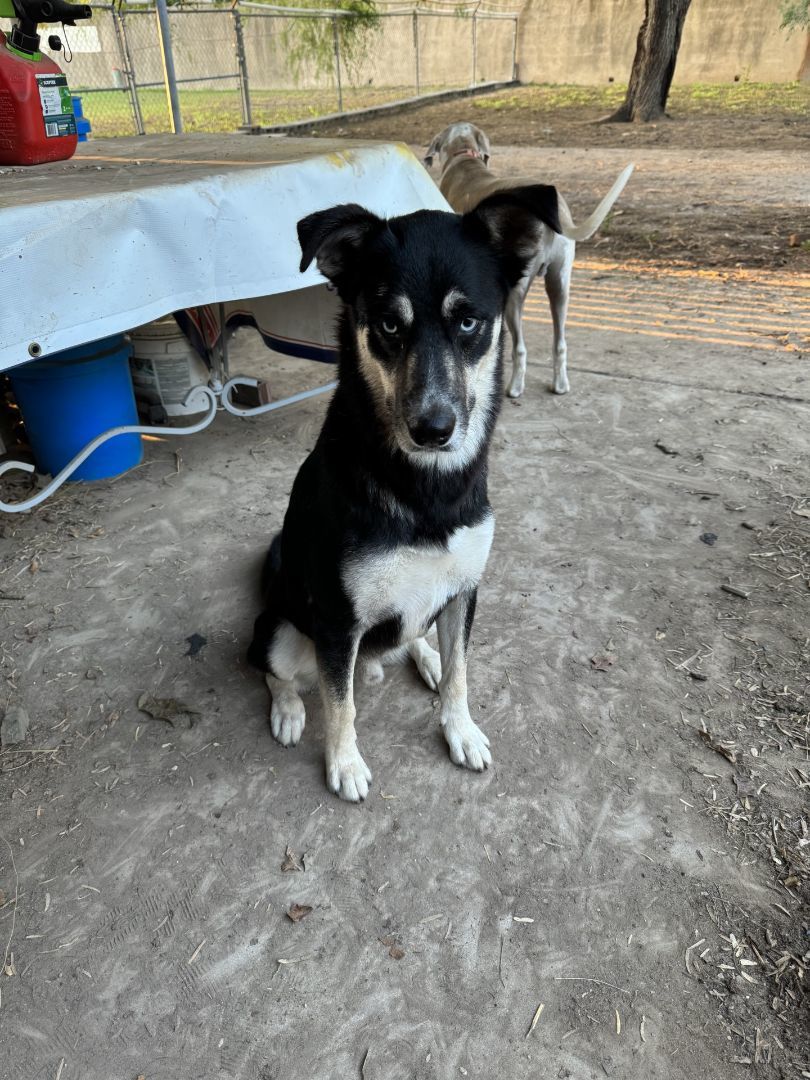 Frankie, an adoptable Husky, German Shepherd Dog in Mission, TX, 78573 | Photo Image 6