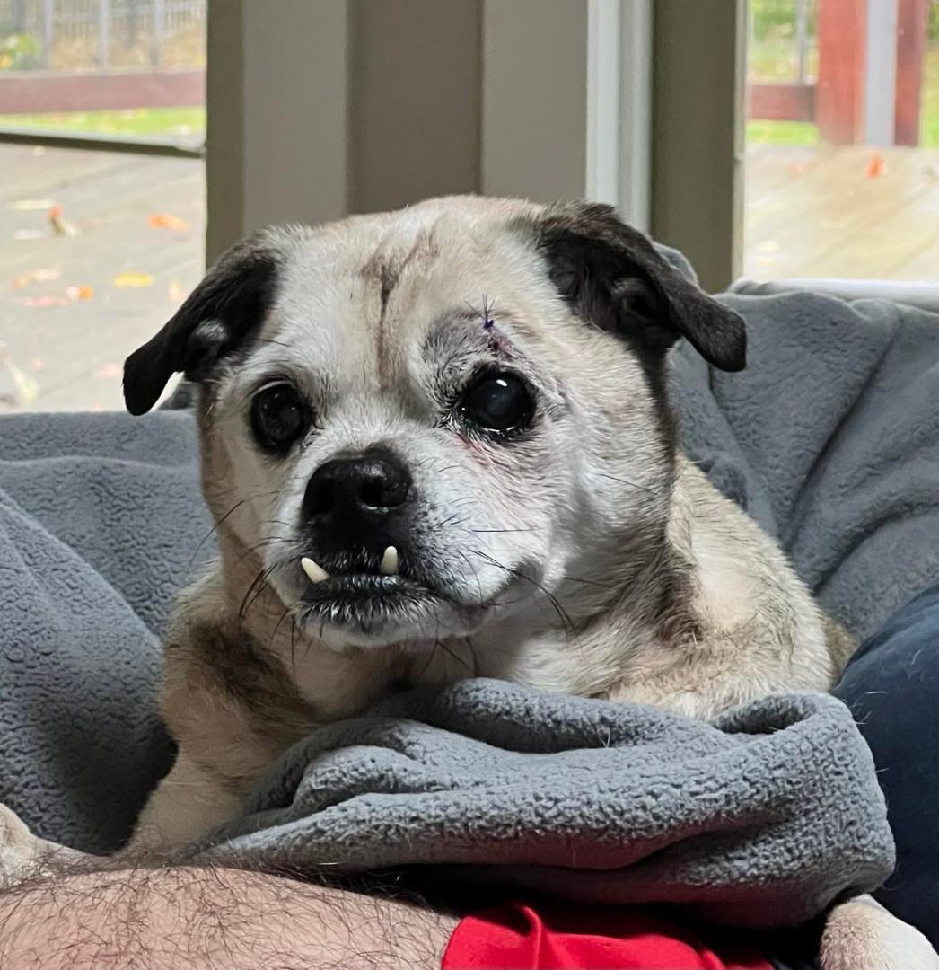 Dog for adoption Duncan , a Puggle Mix in Youngstown, OH Petfinder