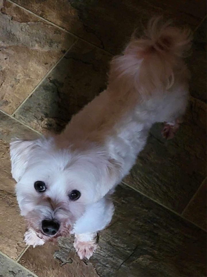 Casper, an adoptable Maltese in Akron, NY_image-2
