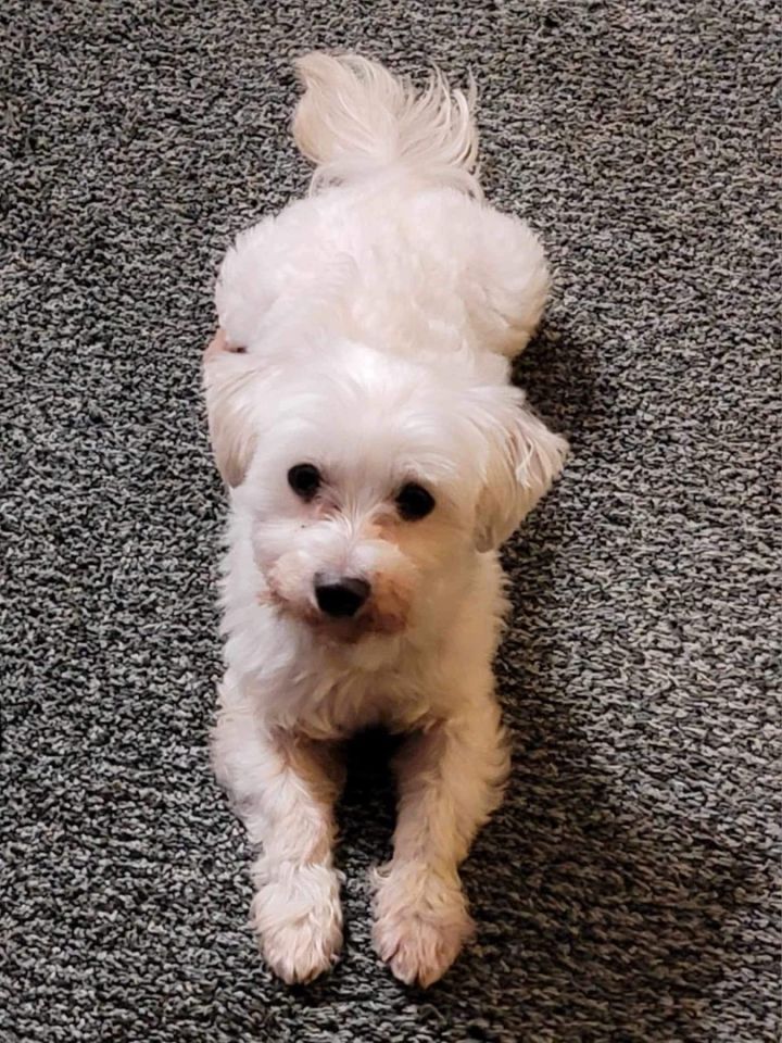Casper, an adoptable Maltese in Akron, NY_image-3