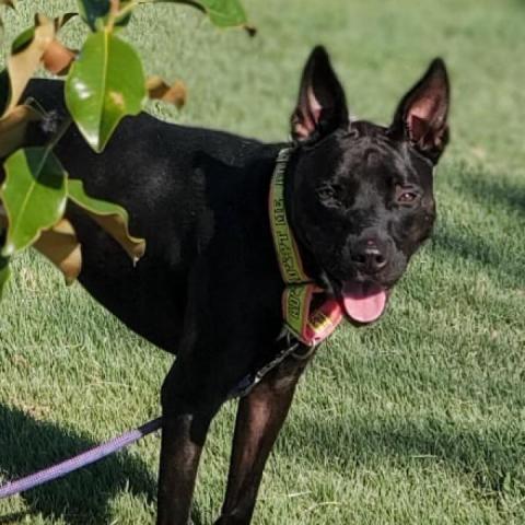 Lorelei, an adoptable Pit Bull Terrier in Wichita, KS_image-1