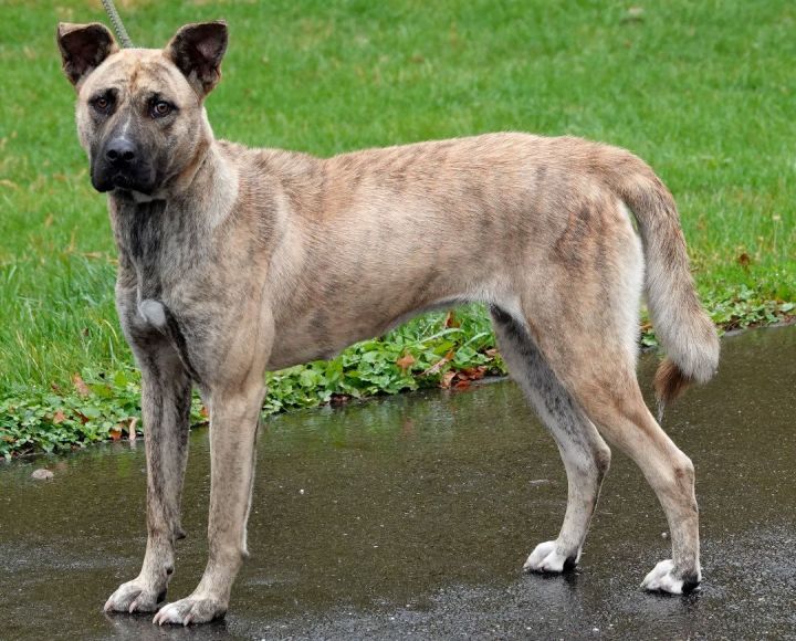 Taylor - REDUCED ADOPTION FEE, an adoptable Shepherd Mix in Millfield, OH_image-2