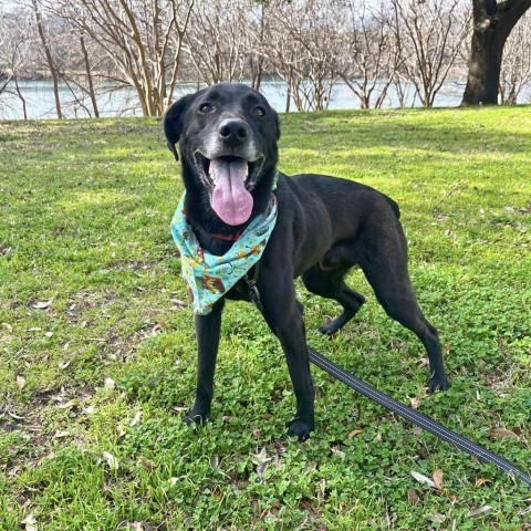 Bash, an adoptable Labrador Retriever Mix in Austin, TX_image-1