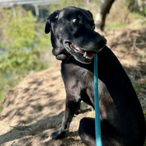 Bash, an adoptable Labrador Retriever Mix in Austin, TX_image-2