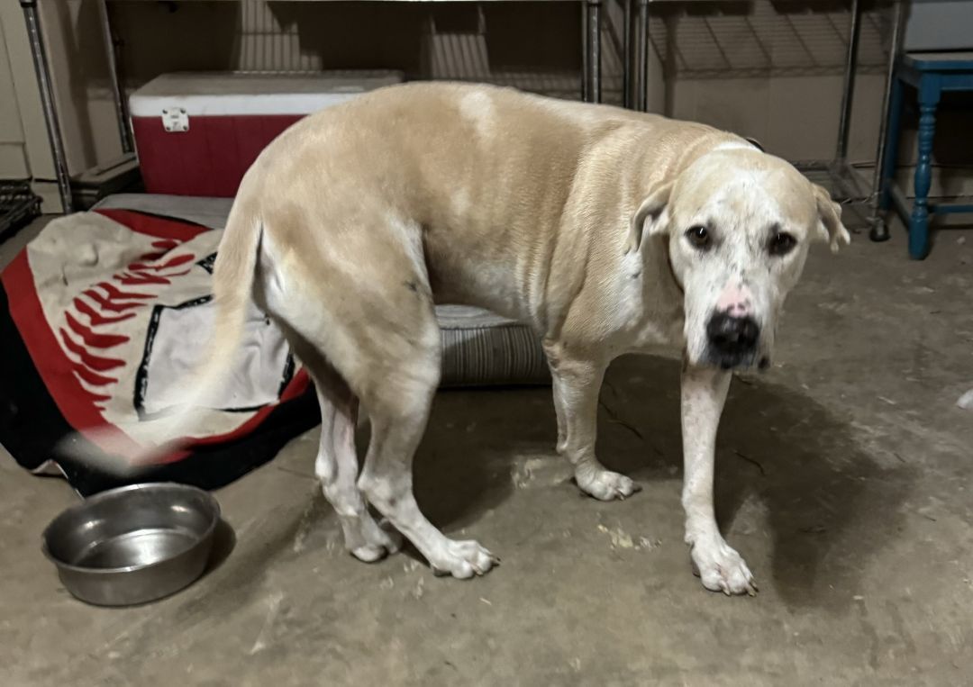 Ben (Gentle Ben), an adoptable Labrador Retriever, Mastiff in Mission, TX, 78573 | Photo Image 3