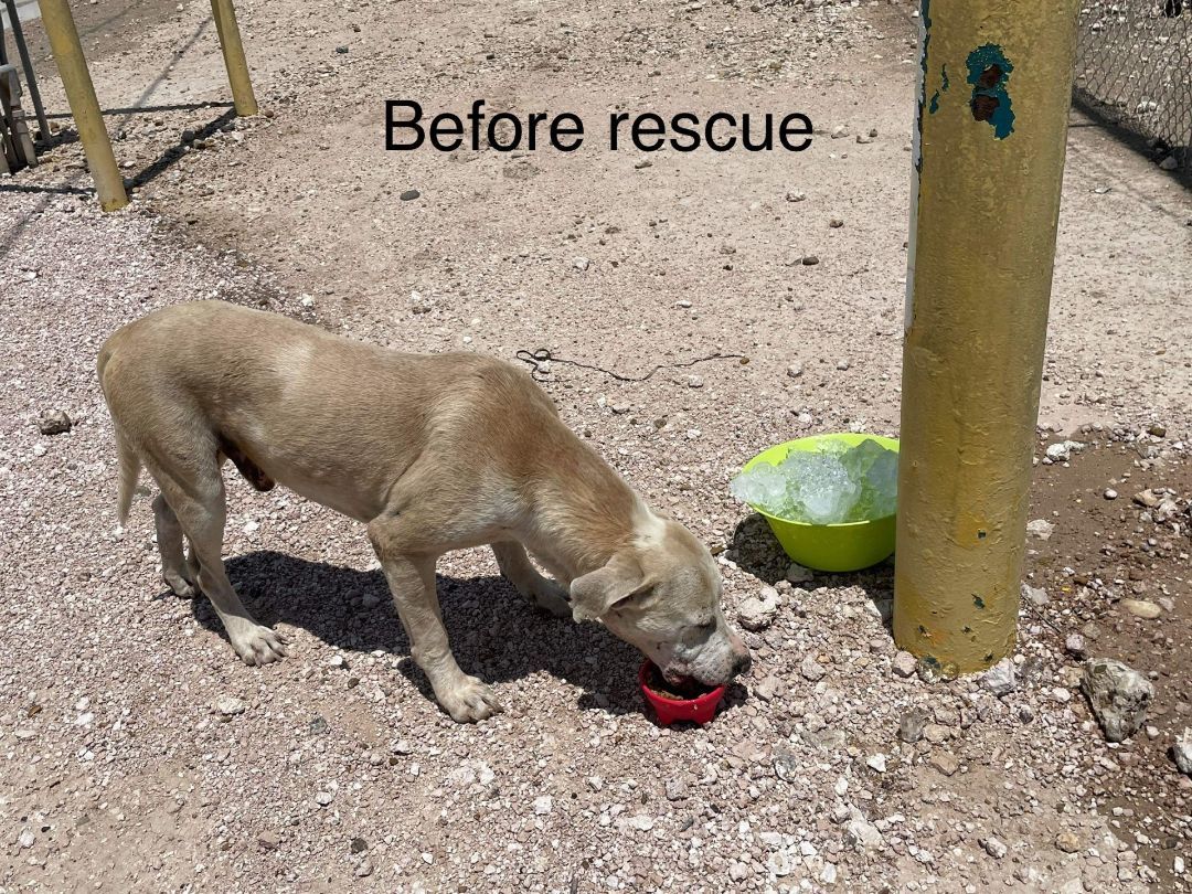 Ben (Gentle Ben), an adoptable Labrador Retriever, Mastiff in Mission, TX, 78573 | Photo Image 6