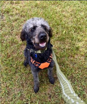 Chesapeake bay hot sale retriever poodle mix