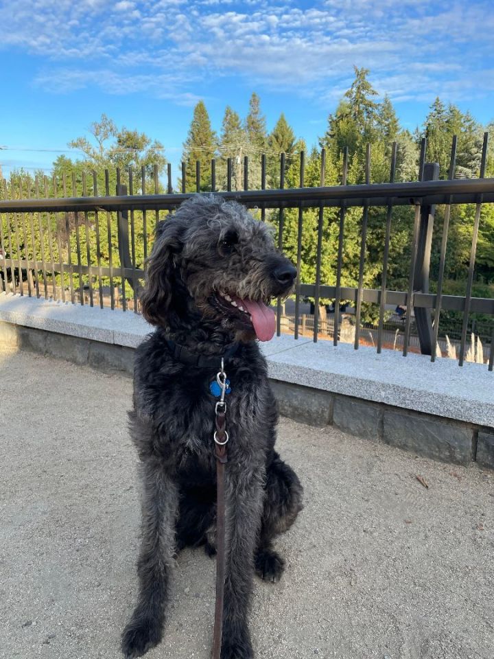 Chesapeake bay sales retriever poodle