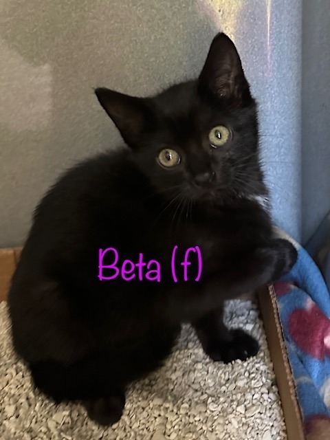 BETA Kitten (f)