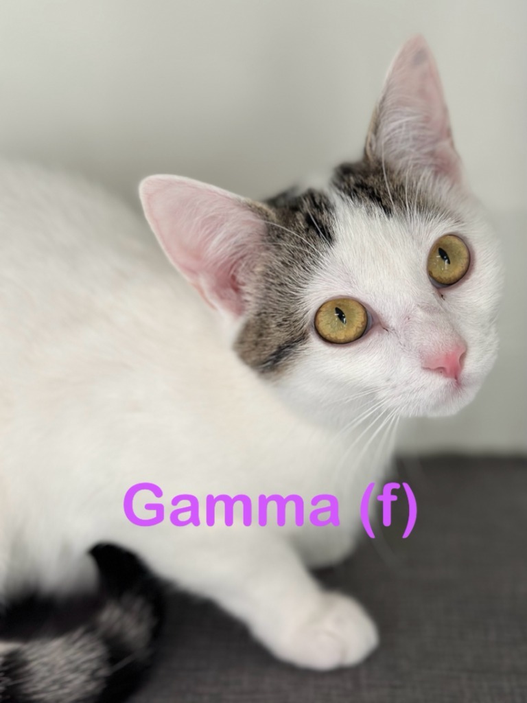 Gamma Kitten F detail page