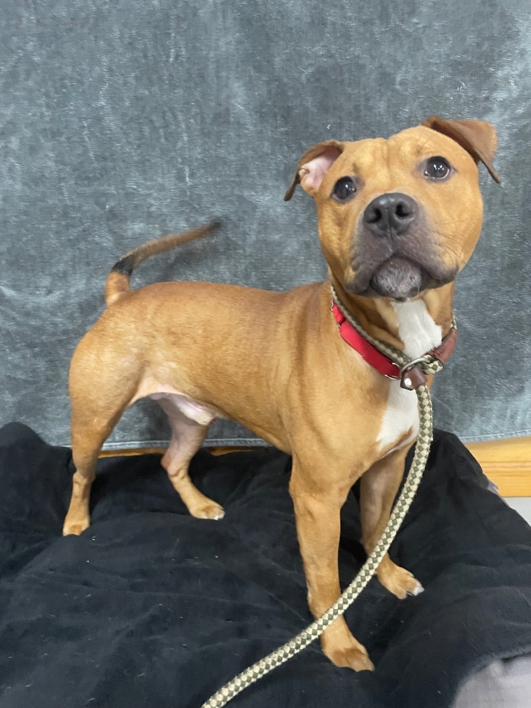 Dash, an adoptable Pit Bull Terrier in Glenfield, NY, 13343 | Photo Image 4