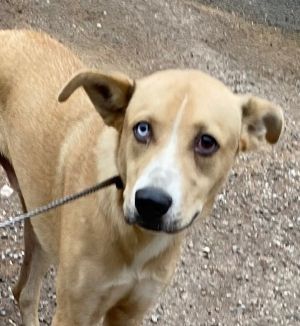Bingo, Adult Male Yellow Labrador Retriever