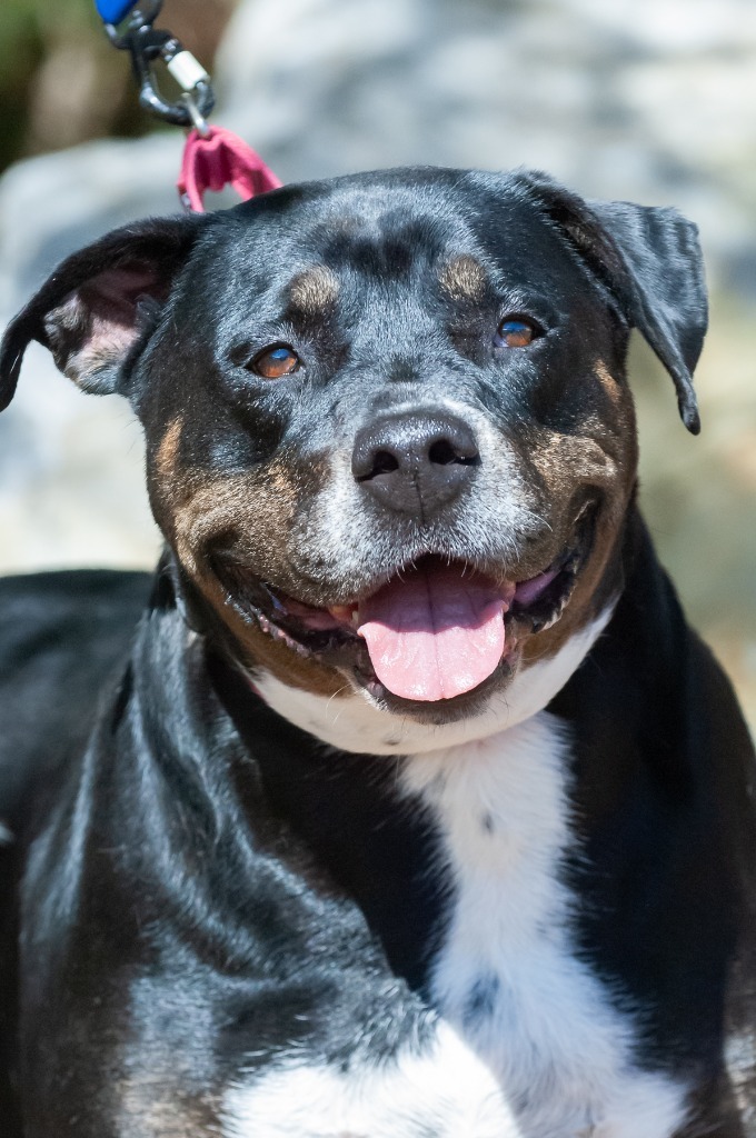 Dog for adoption Rain a Rottweiler Mix in Johnson City TN