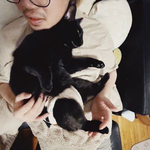 Midnight, Young Female Domestic Short Hair