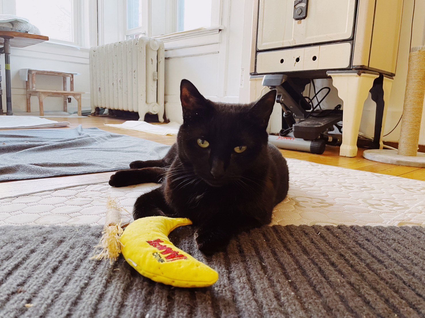 Midnight, an adoptable Domestic Short Hair in Somerville, MA, 02145 | Photo Image 2