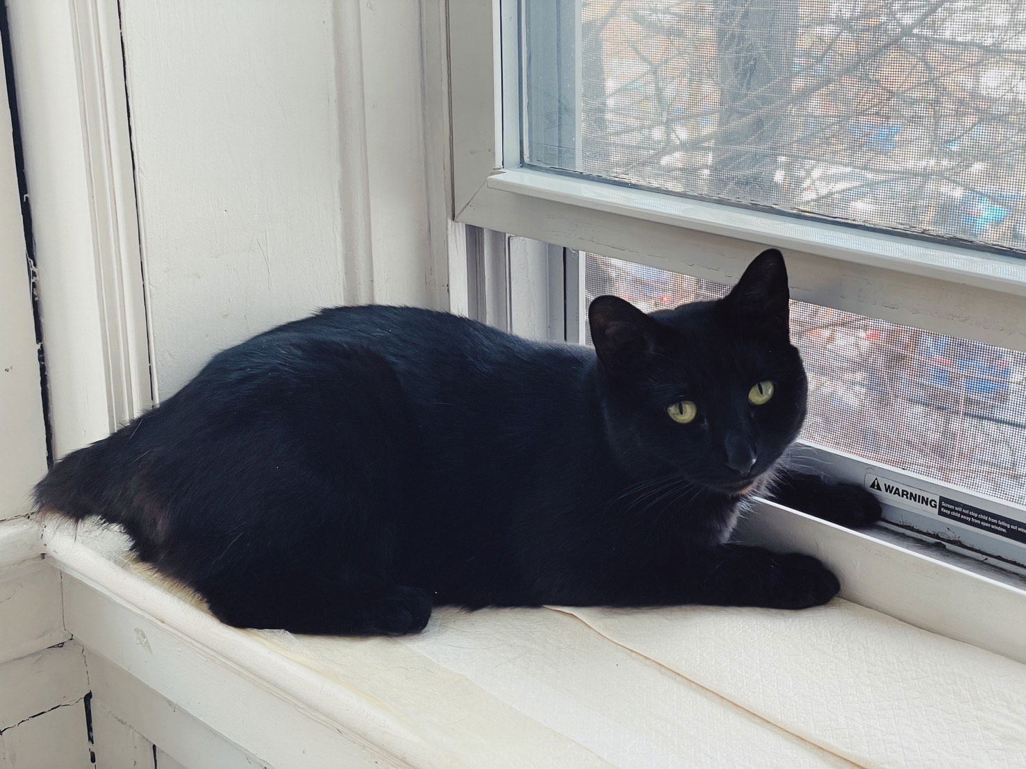 Midnight, an adoptable Domestic Short Hair in Somerville, MA, 02145 | Photo Image 3