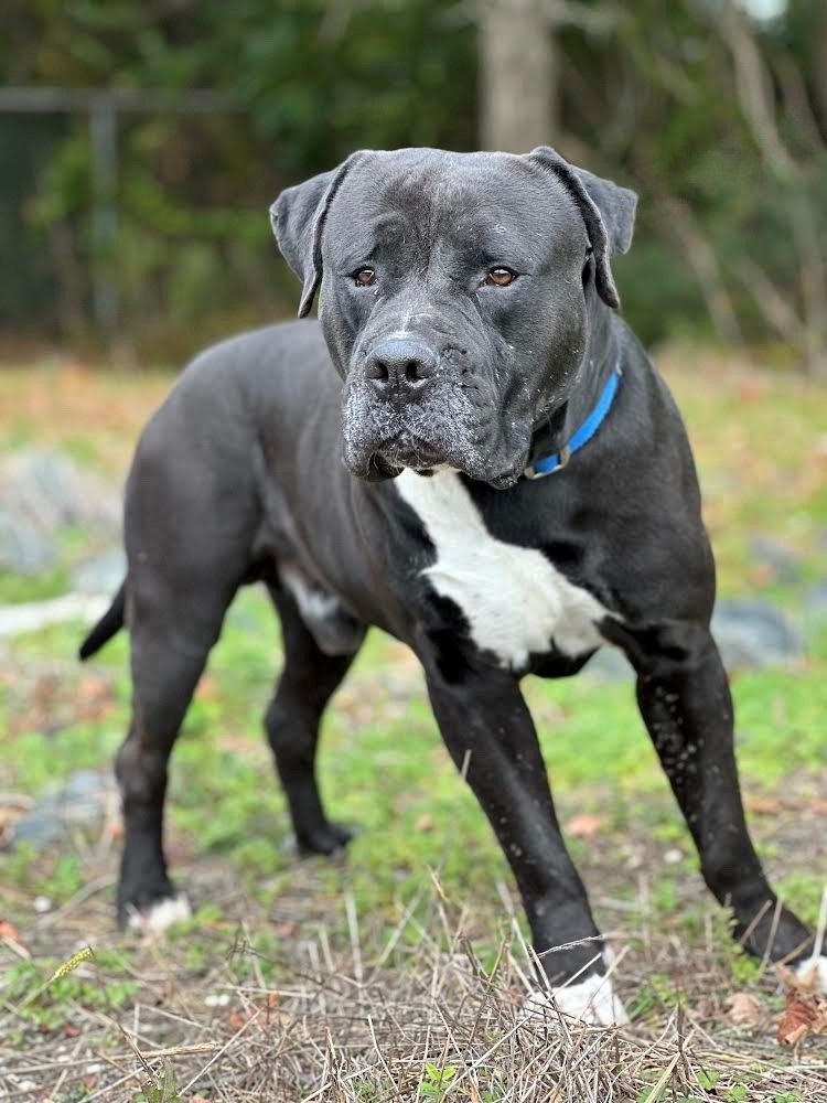 Cane corso mixed discount with a pitbull