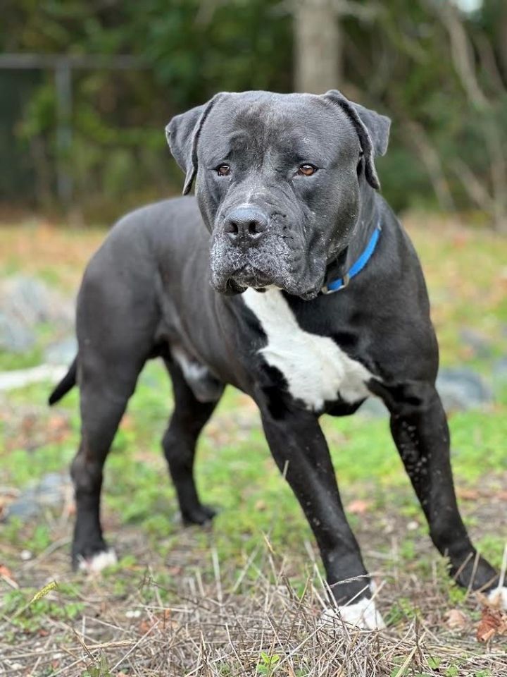 Cane best sale corso pitbull