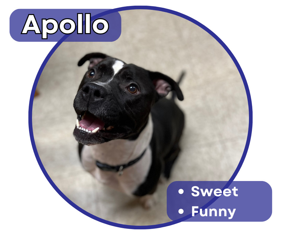 Apollo, an adoptable Pit Bull Terrier in Glenwood, MN, 56334 | Photo Image 1