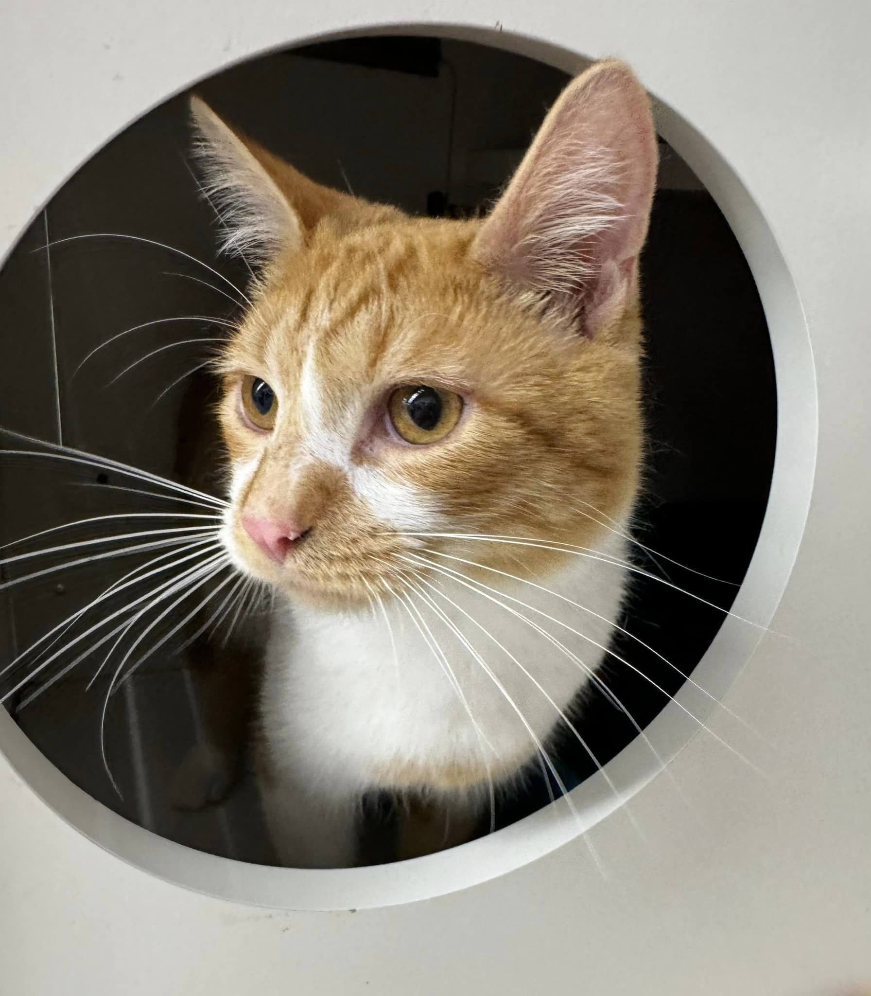 Cat for adoption Bradshaw, a Domestic Short Hair in WV