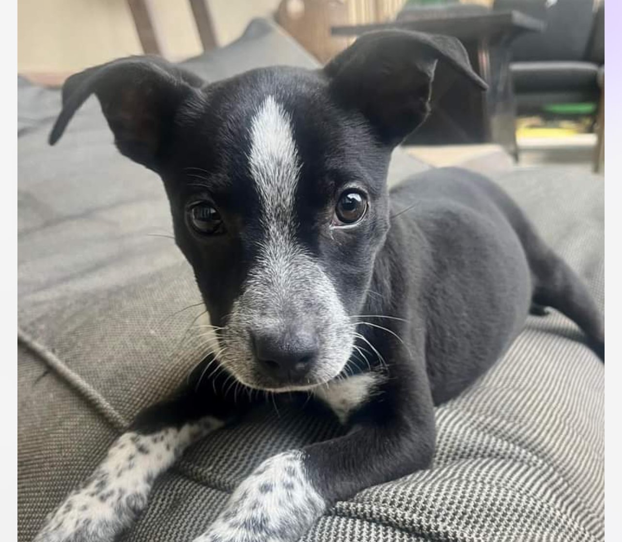 Dog for adoption - Cinder, an Australian Cattle Dog / Blue Heeler ...