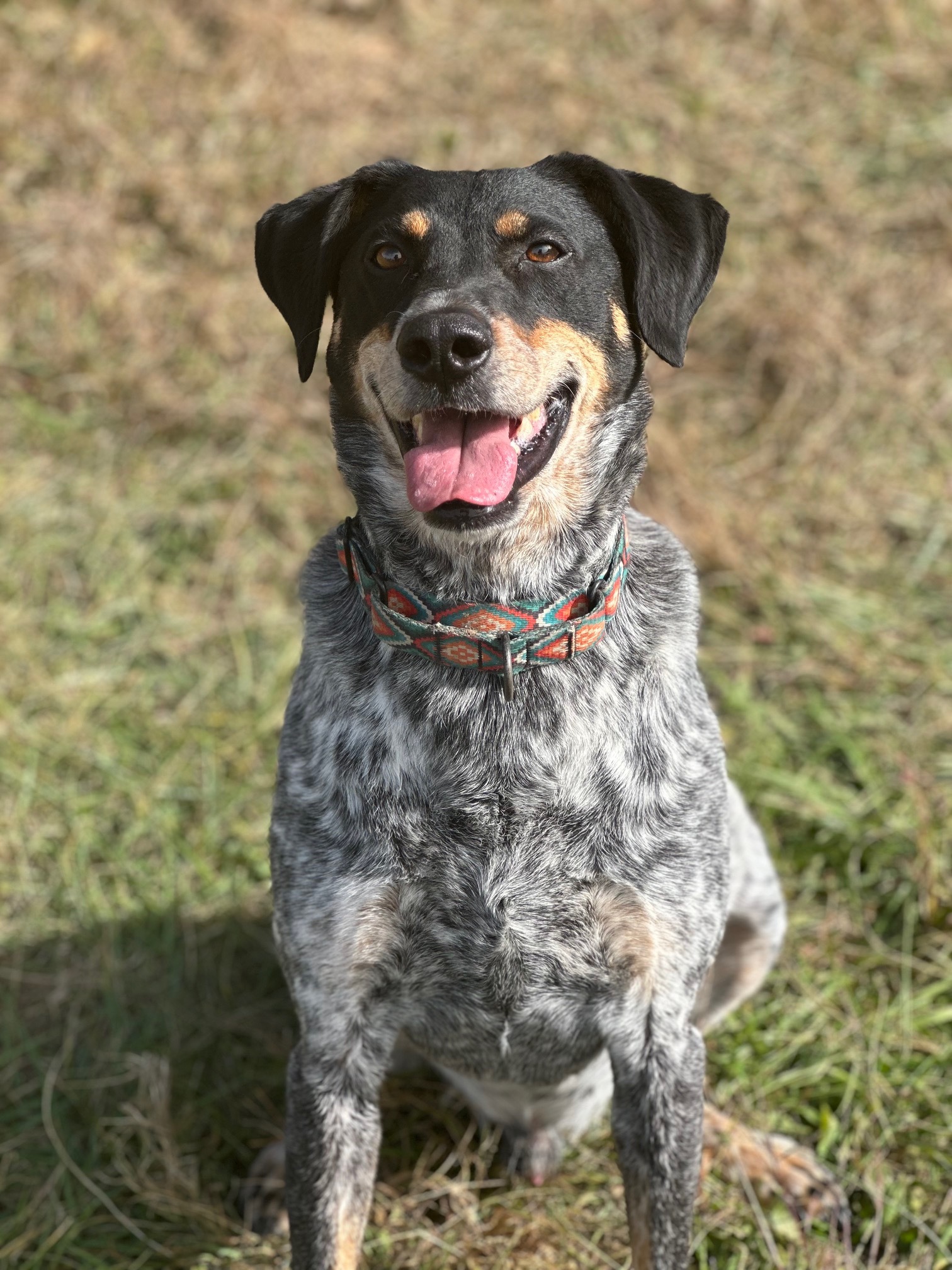 Dog for adoption - Waylon, a Bluetick Coonhound & Australian Cattle Dog ...