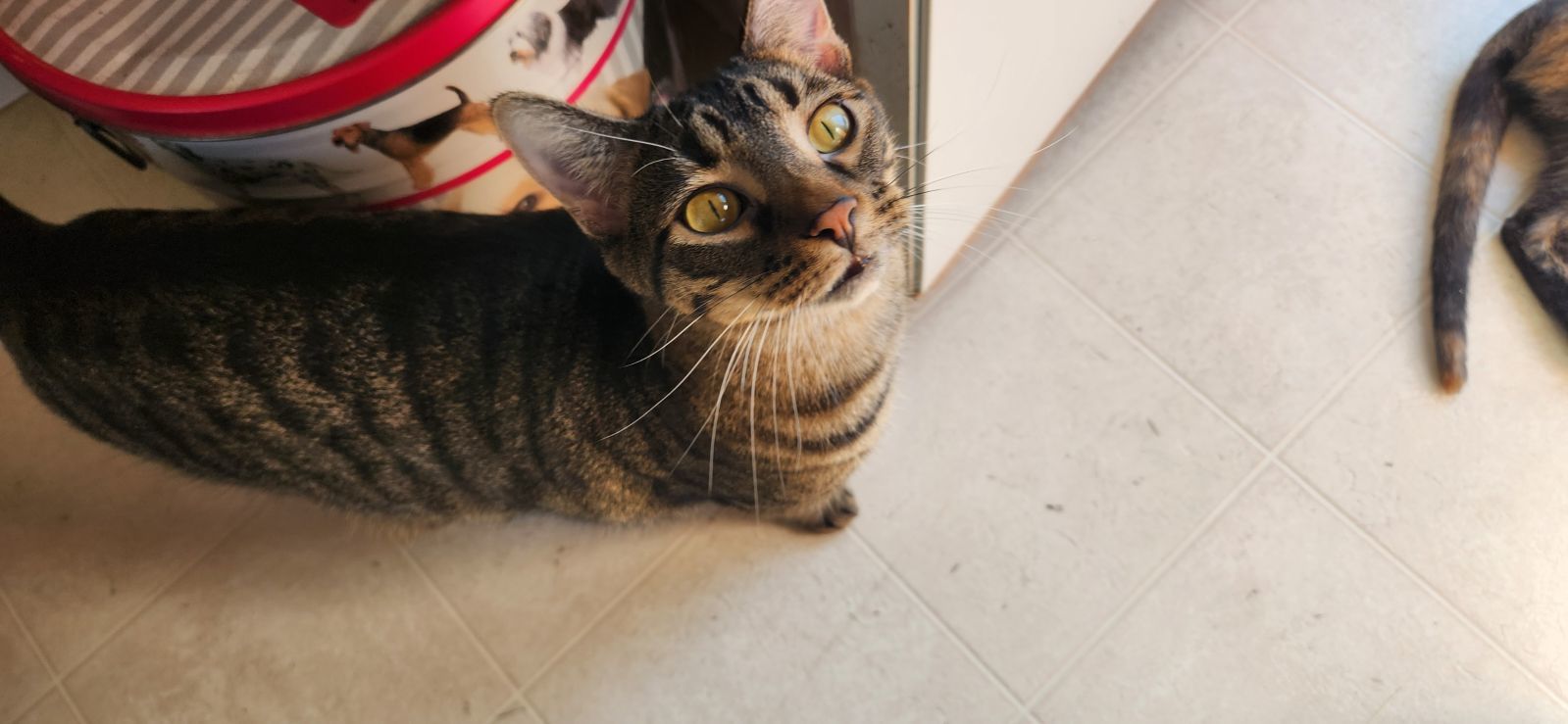 Leonardo and Michelangelo, an adoptable Domestic Short Hair in Cedar Rapids, IA, 52405 | Photo Image 2