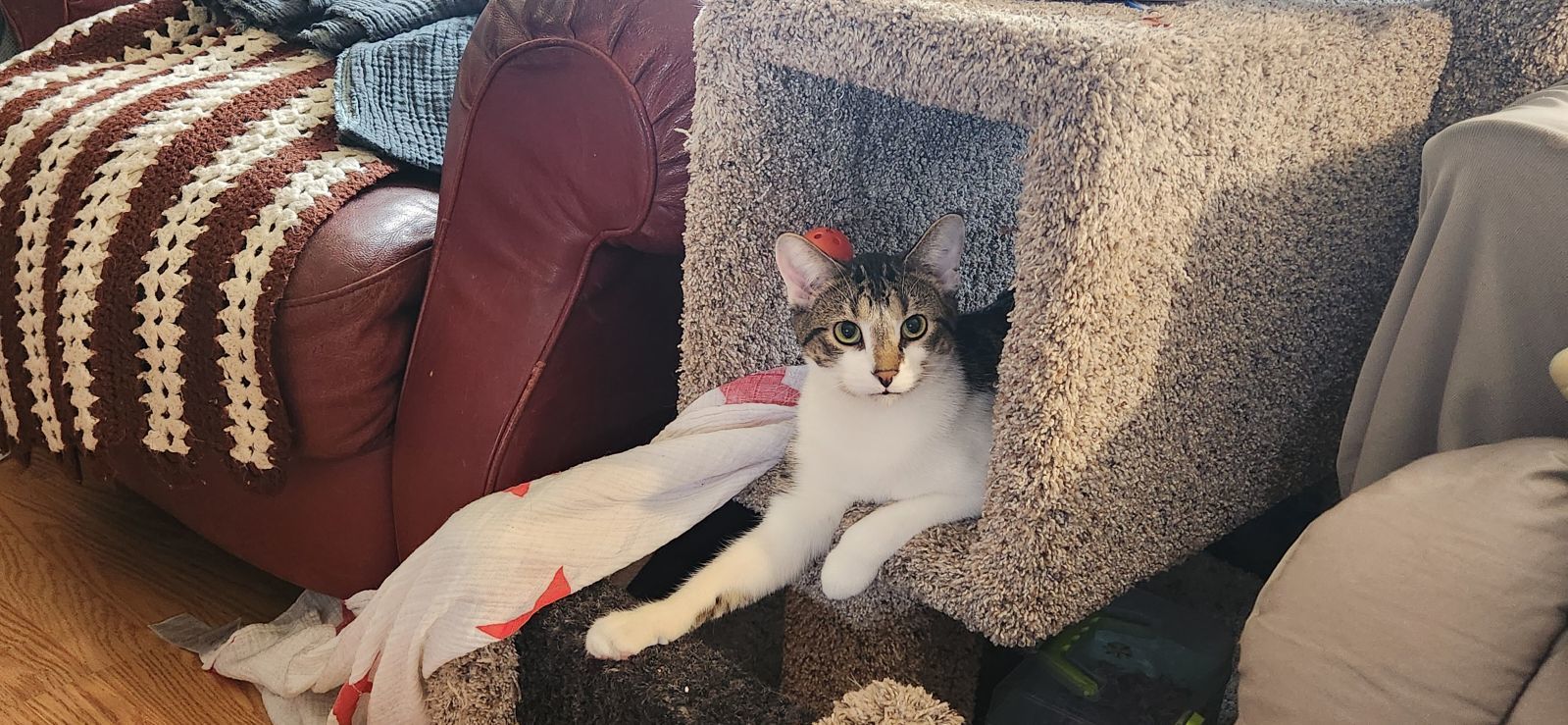 Leonardo and Michelangelo, an adoptable Domestic Short Hair in Cedar Rapids, IA, 52405 | Photo Image 3