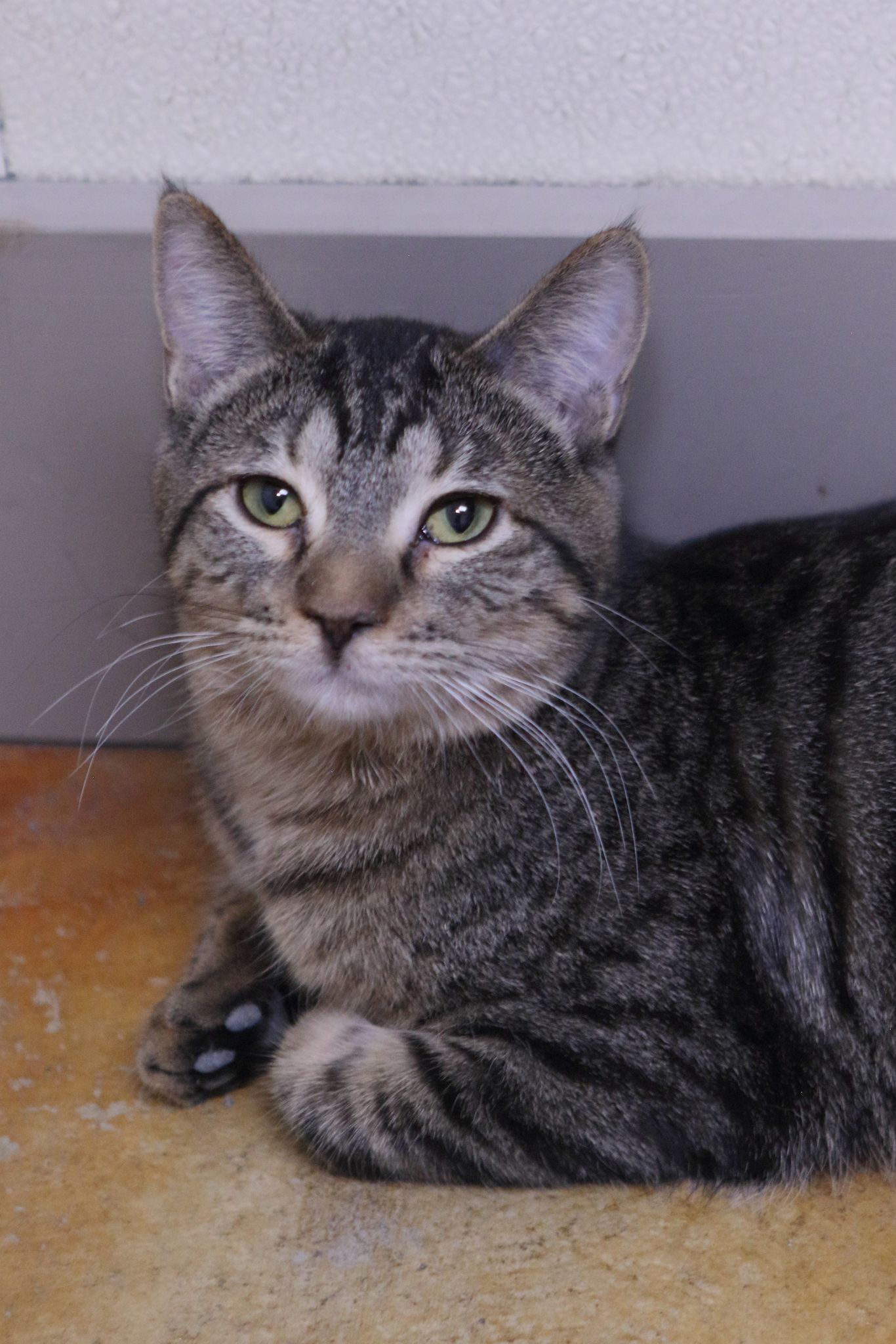 Beth, an adoptable Tiger, Domestic Medium Hair in Austin, MN, 55912 | Photo Image 1