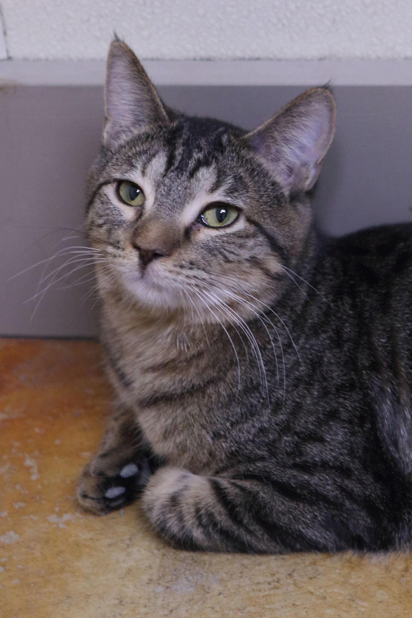 Beth, an adoptable Tiger, Domestic Medium Hair in Austin, MN, 55912 | Photo Image 2
